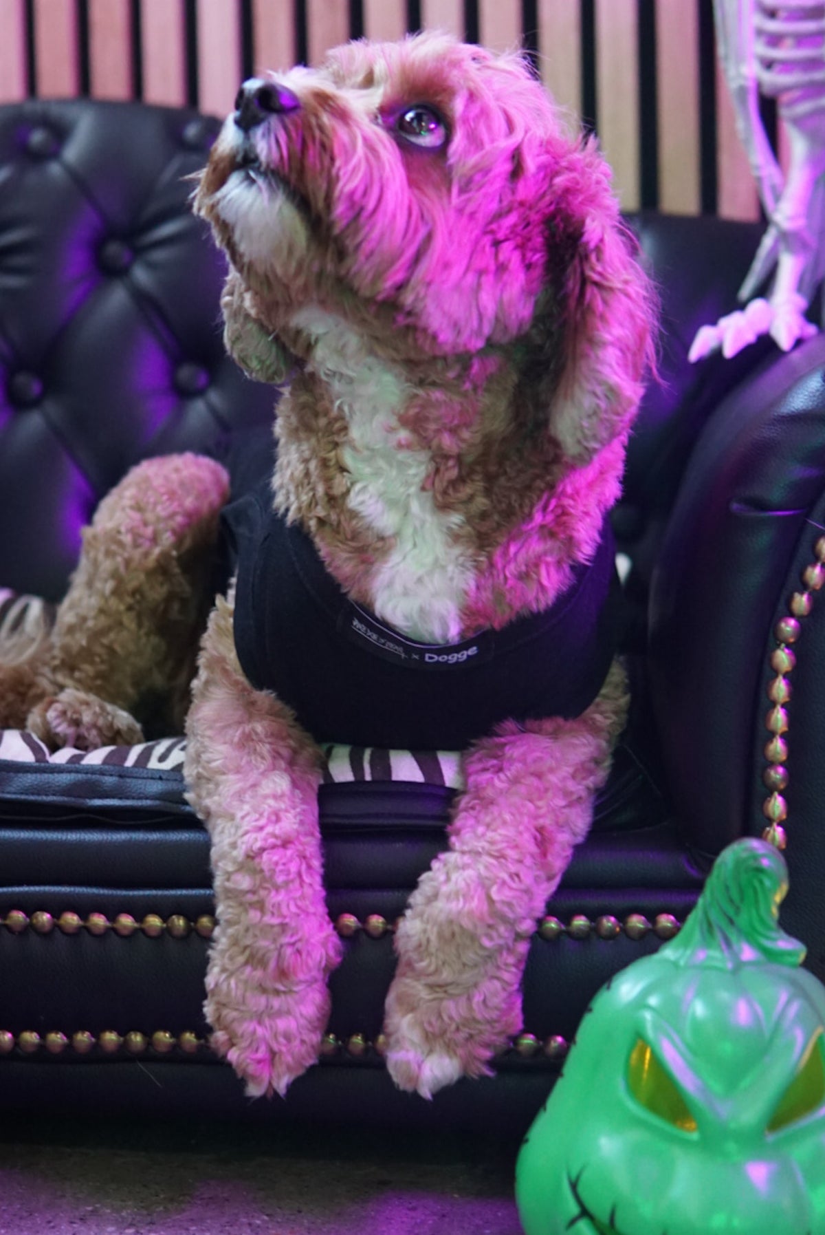 DEAD CUTE Dog Tee