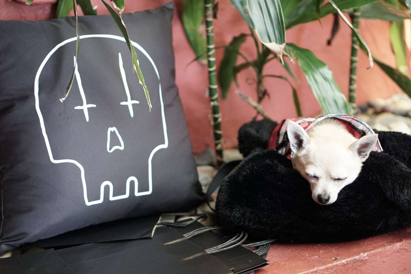 Black skull printe cushion shown in site next to white chihuahua