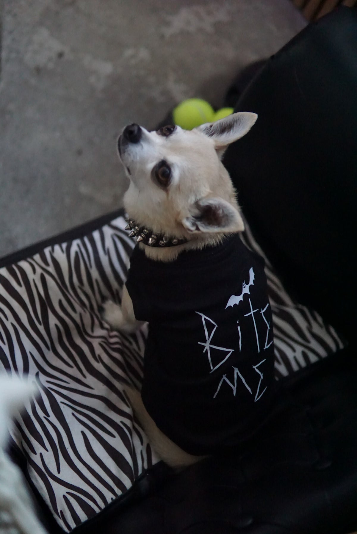 BITE ME Dog Tee